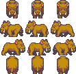 Boar